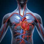 EPA Awards New Research Grant - Climate Change, Indoor Ozone, and Vascular Function